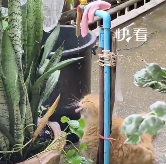 小猫喝水陶醉得像在喝玉液琼浆 JO1快闪店新宣传照开售