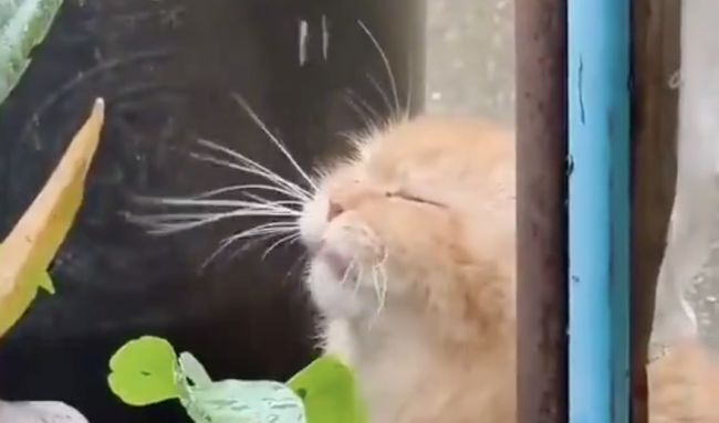 小猫喝水陶醉得像在喝玉液琼浆 JO1快闪店新宣传照开售