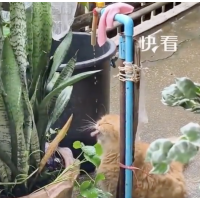 小猫喝水陶醉得像在喝玉液琼浆，我家猫喝个自来水，喝出了喝82年拉菲的架势