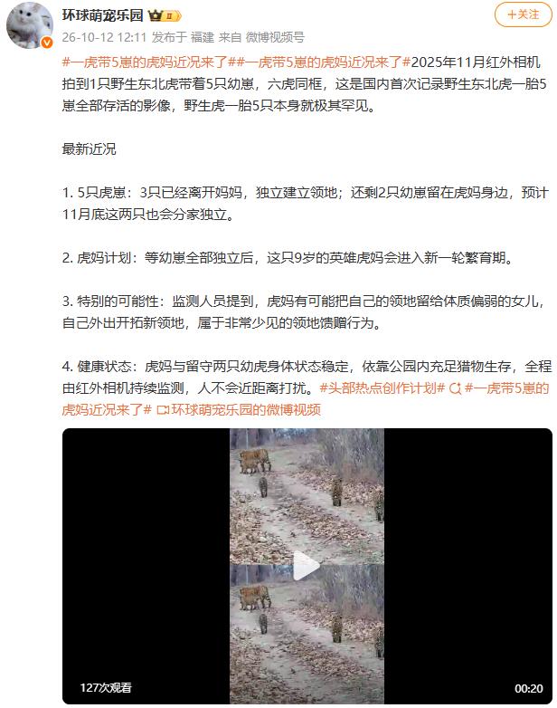 一虎带5崽的虎妈近况来了